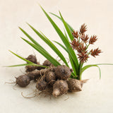 Cyperus Rotundus Oil